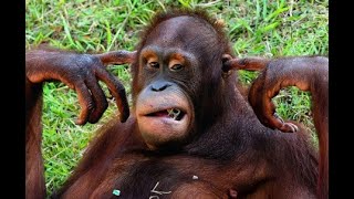 Thế giới động vật - con đười ươi | orangutan