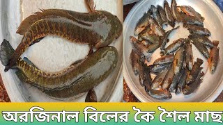 বিলের মাছ নিতে চাইলে এখন না আসলে আপসোস করবেন | বাজারে আর পাওয়া যাবে না বিলের মাছ |