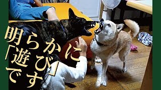 再生50万回の御礼と言い訳です＝！【甲斐犬・柴犬】