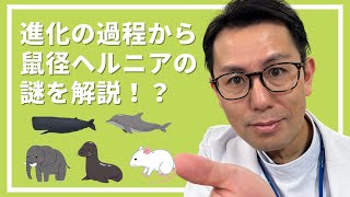 進化の過程から鼠径ヘルニアの謎を解説！？　＃鼠径ヘルニア　＃脱腸　＃日帰り手術