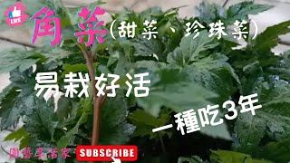 角菜(甜菜、珍珠菜)適合家庭盆栽、陽台、頂樓、庭院種植｜種植簡單，插枝、分株都好活