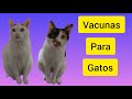 Vacunas Para Gatos 🐱 (triple felina,Leucemia felina,rabia)