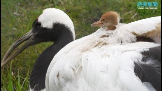 タンチョウのヒナが誕生・・・釧路市丹頂鶴自然公園