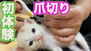 猫の子育て＃１９　子猫初めての爪切り