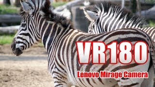 [VR180] アドベンチャーワールド ウォーキングサファリ VR [Mirage Solo Camera]