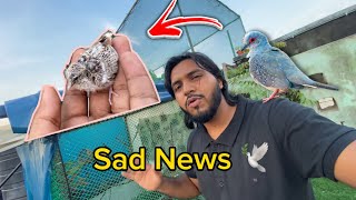 বাচ্চা পাখিকে রেখে মা পাখি চলে গেছে l Dove Colony Mother Bird missing