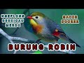 SUARA BURUNG ROBIN GACOR | KICAU MANIA