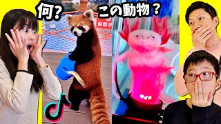 なに？この動物？こんなことできるの？😲 かほせいリアクト