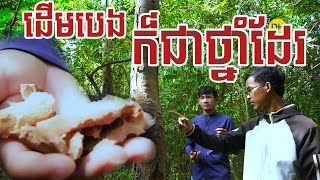 ដើមបេងជាថ្នាំព្យាបាលបណ្តេញជាតិពុល PART1 || Advantages of Monkey podwood