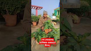 প্রদর্শনী মানের ডালিয়ার ৩ টি গুরুত্বপূর্ণ টিপস্ #dahlia #dahlias #bonggreennature