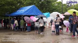 白つつじ祭りオープニングイベント（H２９．５．１３）