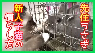 先住うさぎと新人子猫の慣らし方 兄妹日記＃02【谷口夫婦流】How to break in a native rabbit and a new kitten