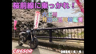 【CB650R】桜前線に乗っかれ！　井出の玉川桜並木鑑賞