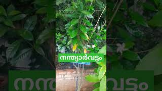 Nandyarvattam //നന്ത്യാർവട്ടം#shorts_video