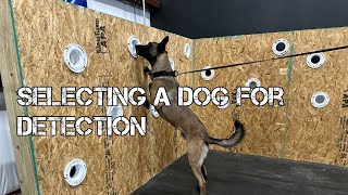 Detection dog test - what we look for when choosing a detection K9