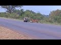 porcupine protect babies from leopard in wild encounter