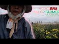 JAPAN FARMING FROM PLANTING TO HARVESTING CHRYSANTHEMUM