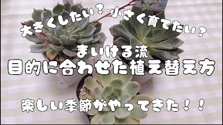 『多肉植物』目的に合った植え替え方♬