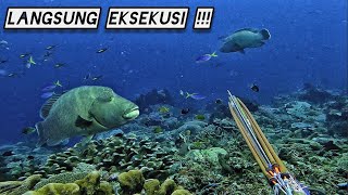 TERNATE SPEARFISHING PULAU HIRI IKAN NAPOLEON BESAR !!!