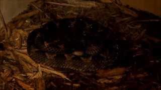 One Cobra One Rattlesnake 6 Pitvipers