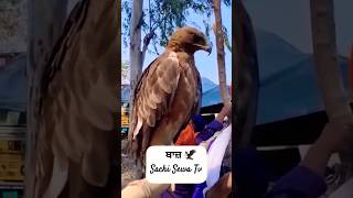 ਹੈਰਾਨ ਹੋ ਜਾਓ ਗੇ ਬਾਜ਼ ਦੇ ਗੁਣ ਸੁਣਕੇ 😱 #shorts #2percent #nihangsingh #khalsa #sikh #fight #eagle #bird