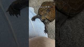 アンディ ちょいちょい前に考え事 #shorts #かめ #亀 #イシガメ #ニホンイシガメ #turtle #爬虫類