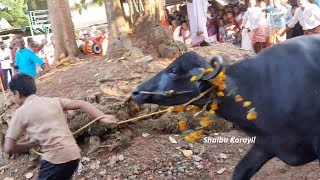 പോത്തോട്ടം കാണാത്തവർക്കായ് | KARALAM KUMARANCHIRA POTHOTTA MAHOLSAVAM | കുമരഞ്ചിറ പോത്തോട്ട മഹോത്സവം