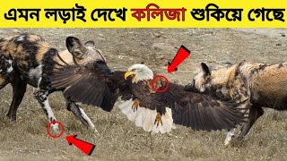 এমন লড়াই এ জীবনে কখোনই দেখেননি।পশুরা যখন পাখিদের জ্যান্ত পু'তে ফেলে