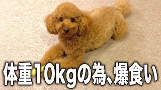 体重10kgの為、正月に爆食いさせてみた【トイプードル】