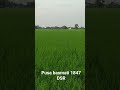 dhan pusa basmati 1847 dsr paddati ll paddy nai paddati ll shortsfeed