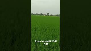 dhan pusa basmati 1847 dsr paddati ll paddy nai paddati ll shortsfeed