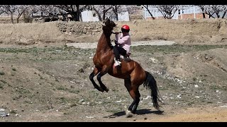 Баткендик улакчы кыз Гүлнурду оюн учурунда 3 мырза жандап жүрөт