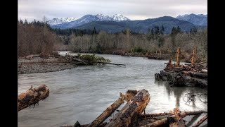 Log Jams Aid Salmon Restoration on the Elwha River