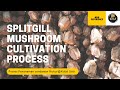 Splitgill Mushroom Cultivation Process (Proses Penanaman Cendawan Kukur@kulat Sisir)