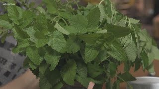 Lemon Balm Tea