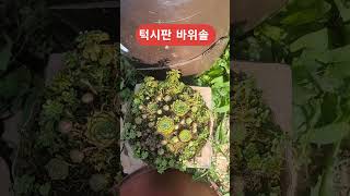 다육식물 턱시판 바위솔 키우세요