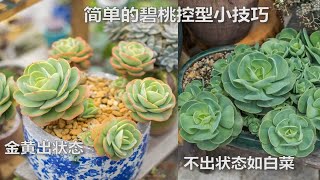 【多肉植物】神秘物质影响碧桃的状态？松哥小经验系列