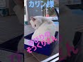 カリン様そっくりのシロ猫ビビリちゃん💕 凶暴猫 猫パンチ shorts