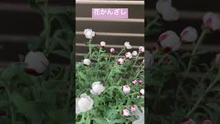 春風が揺らす花かんざし #shorts