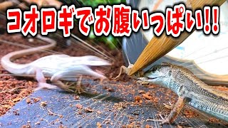 カナヘビもぐもぐ❗🦗💨🦎💨大量のコオロギを与える❗【ニホンカナヘビ・イエコ・爬虫類・捕食・飼育・給餌】