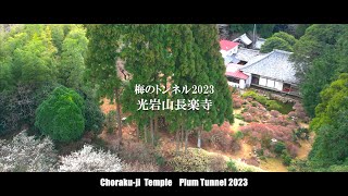 【4K空撮：DJI AIR2S】【HDR】梅のトンネルー光岩山長楽寺　Choraku-ji  Temple    Plum Tunnel 2023