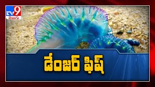 గోవాలో డేంజర్ ఫిష్..! - TV9