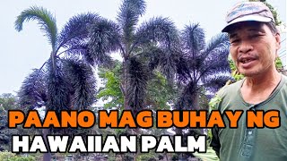 Paano Mag Buhay Ng Hawaiian Palm