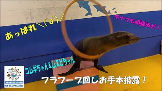 【アシカ】やっぱりスゴイ！！コムギ＆ムスビのフラフープ回し＼(^o^)／（伊勢シーパラダイス／水族館）