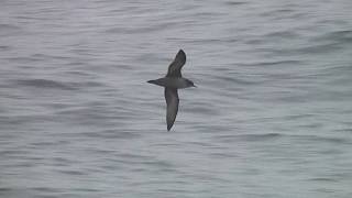 ハシボソミズナギドリ（1）飛翔（大洗～苫小牧航路） - Short-tailed Shearwater - Wild Bird - 野鳥 動画図鑑