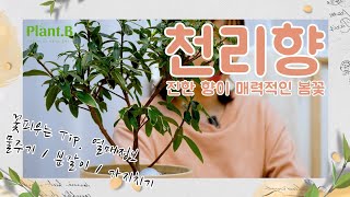 천리향 (서향) 키우기 | 꽃 잘 피우는 방법 | 물주기, 분갈이 Tip