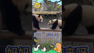 💖妈妈，你过来呀！😆🐼莽灿莽(莽小五) #大熊猫 #cute funny panda