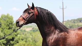 DABO RETAMALES · PRE Stallion for sale Baroque 1.70 Meters - 2006