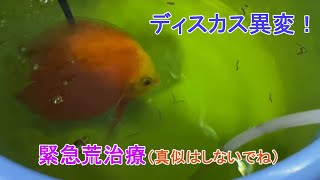 【ディスカスに異変！荒治療の様子。（真似はしないでね）】