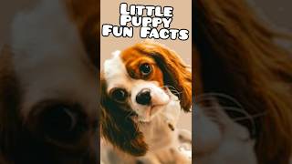 Fun facts about little puppies 🐶#shorts